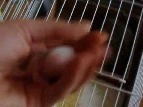 zelda et ses bébés (agés 4 jours)