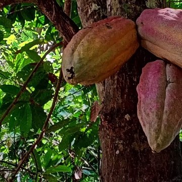 -ANDRÉS DE JESÚS VÉLEZ FRANCO- ¿CÓMO LOS MILITARES SUELEN TENER PRIVILEGIOS? (PARTE 1) (@AndresdeJesus90)