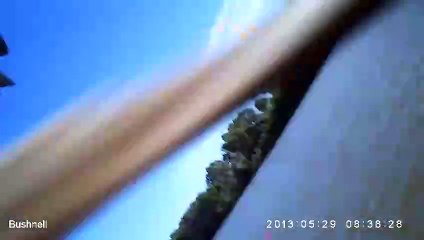 Cuando las águilas se toman selfies