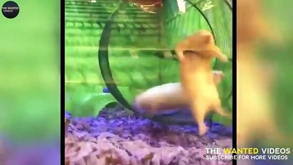 ANIMAL MOMENTS CAUGHT ON CAM