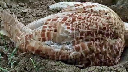 teetar wild pakshi playing