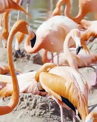 SeaWorld San Diego anuncia su reapertura