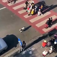 Kupata, el perro héroe que ayuda a niños a cruzar la calle