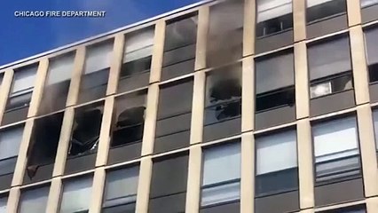 Gato sobrevive a caída de 5 pisos