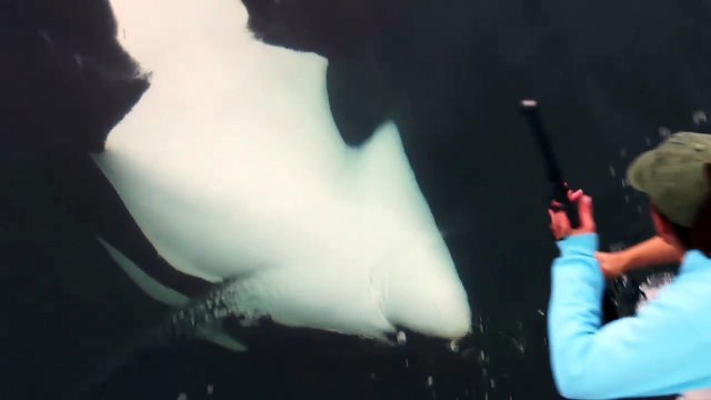 Avistamiento de ballenas en Ensenada