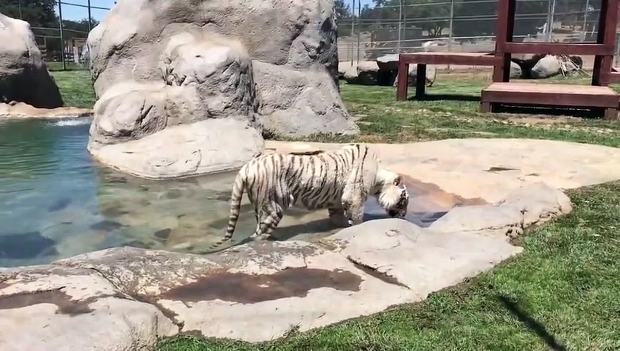 Lions Tigers & Bears en San Diego