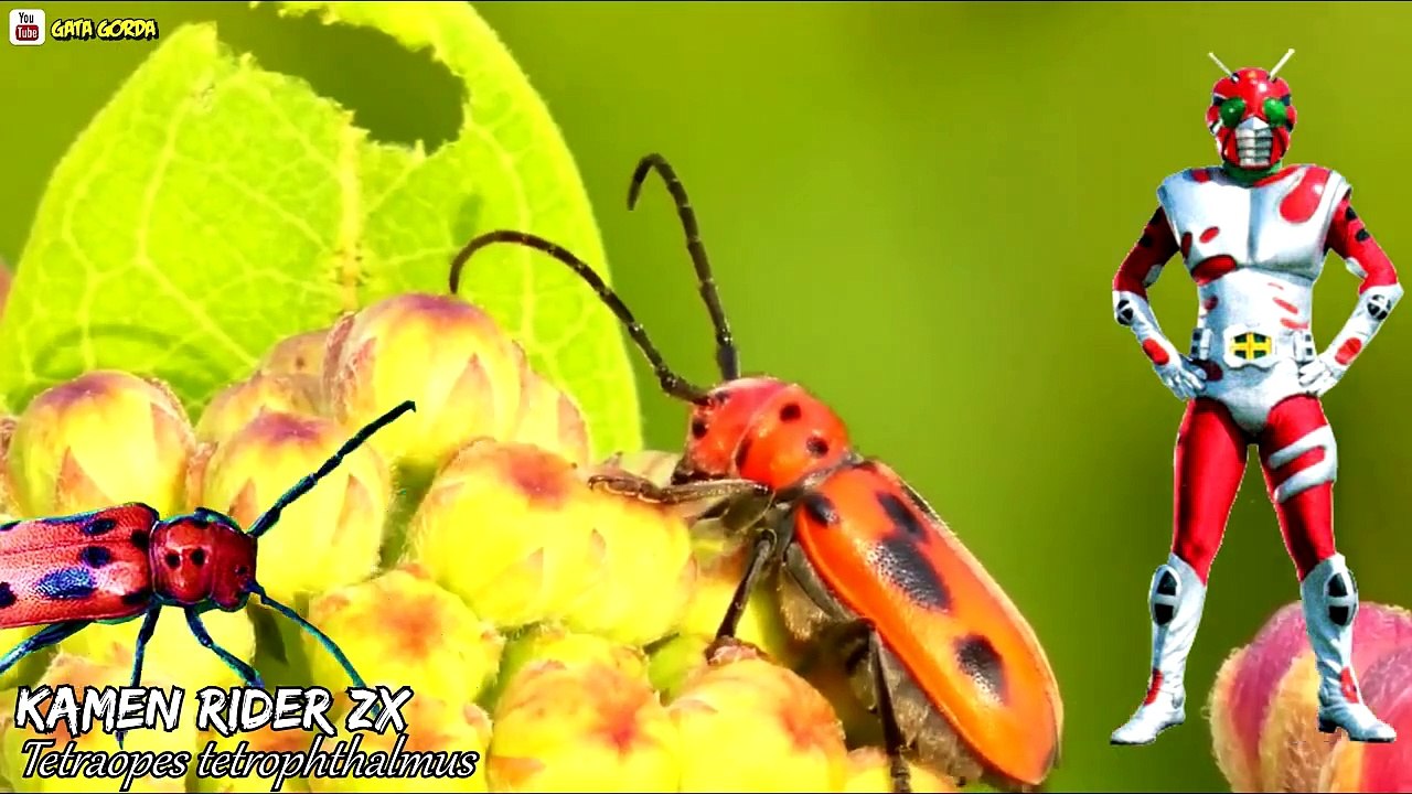 Showa to Heisei All Kamen Rider Insect Motifs 1972 - 2005 _ 仮面ライダー　デザインモチーフを一気に