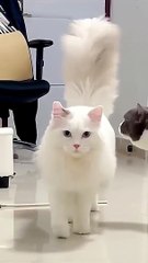 cute cat walk as a princess