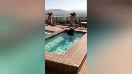 VIDEO: Captan a oso refrescándose en el jacuzzi de una casa en California