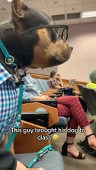 Perrito poniendo atención a clase de universidad se vuelve viral