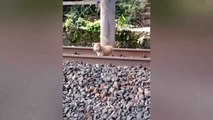 VIDEO: Perro sale ileso después de que tren le pasara por encima