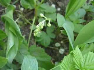 Ph R  non conv lilili fleurs lilas - 1