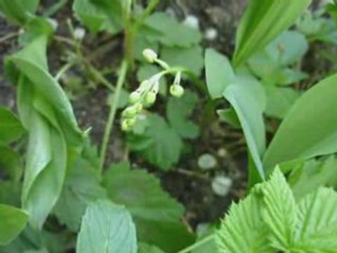 Ph R non conv lilili fleurs lilas - 1