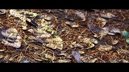 Un Gran Dinosaurio- Trailer Oficial