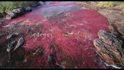 Colombia Magia Salvaje-Trailer