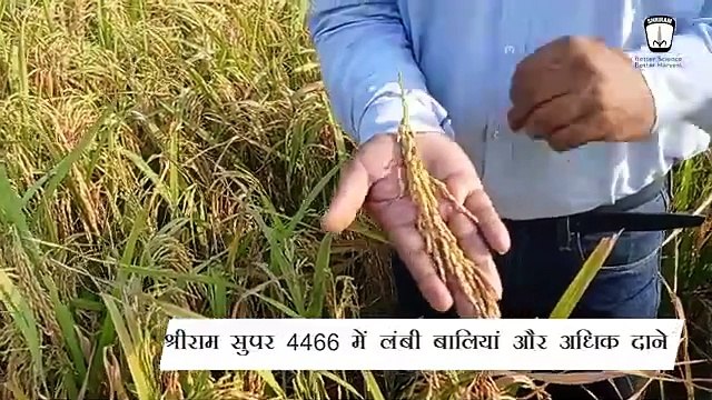 Shriram Super 4466: Revolutionizing Rice Farming