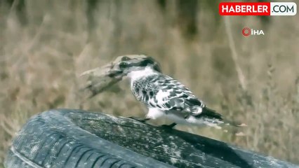 Alaca Yalıçapkını'nın avladığı balıkla yaşadığı zor anlar objektiflere yansıdı