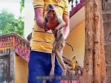 PLAYFULL FUNNY MONKEYS~FUNNY ANIMALS VIRAL VIDEOS