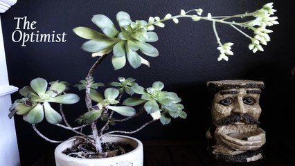 Sean Ferree - The Optimist (Official Music Video)