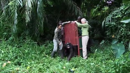 El Planeta de los Simios: La Guerra - Compasión