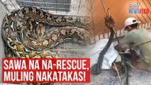Sawa na na-rescue, muling nakatakas! | GMA Integrated Newsfeed