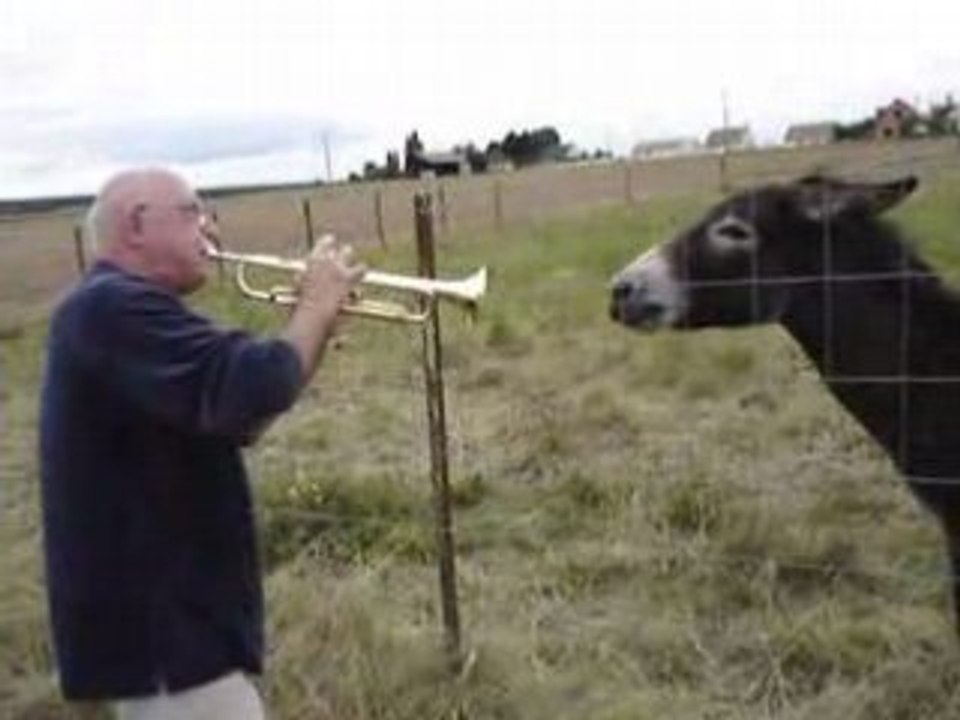 DONKEYS _SONG