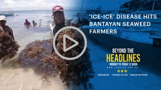 'ice-ice' Disease Hits Bantayan Seaweed Farmers