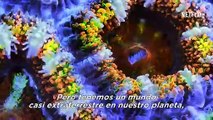 En Busca del Coral - Tráiler Subtitulado al Español