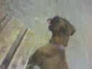 Athos chien de maman nono