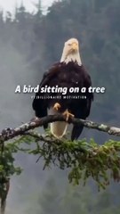 Sigma Rule ~Believe In Yourself Motivation Quote WhatsApp Status #shorts #motivation #sigmarule