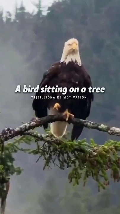 Sigma Rule ~Believe In Yourself Motivation Quote WhatsApp Status #shorts #motivation #sigmarule