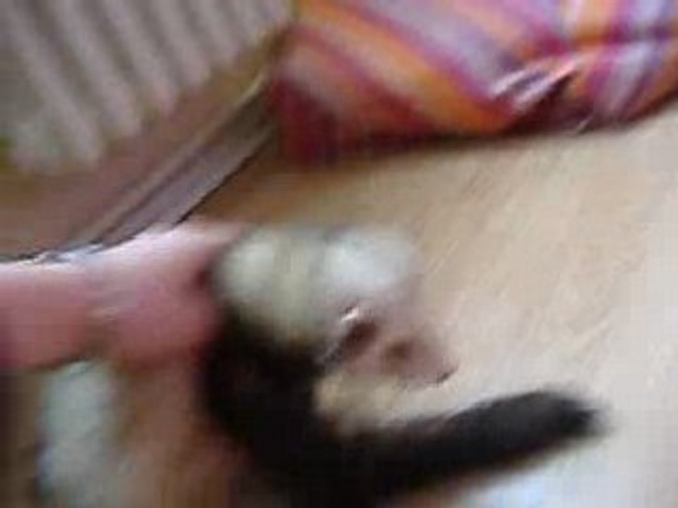 gomez bloqué