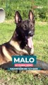 Voici l'incroyable aventure héroïque de Malo, le chien pompier au cœur d'or, et de son maître ‍