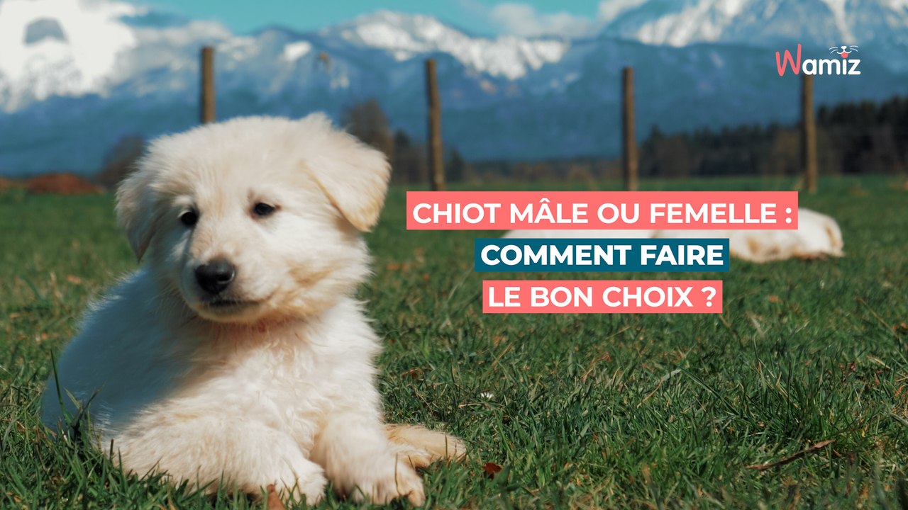 Chiot mâle ou femelle : Comment faire le bon choix ?