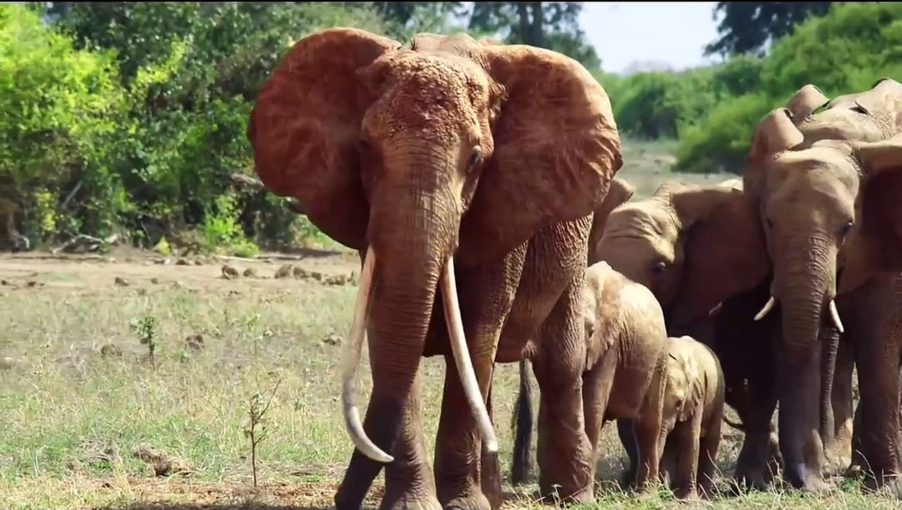 The Elephant Queen - Tráiler