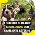 I cuccioli di Beagle socializzano con l'ambiente esterno