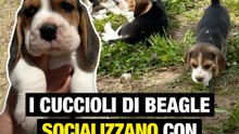 I cuccioli di Beagle socializzano con l'ambiente esterno