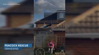 Rowdy peacock rescue