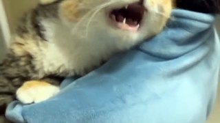 Cat always Hungry and Crying