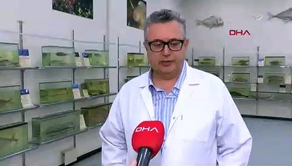 İstilacı balon balıkları için gerçek çözüm bulundu