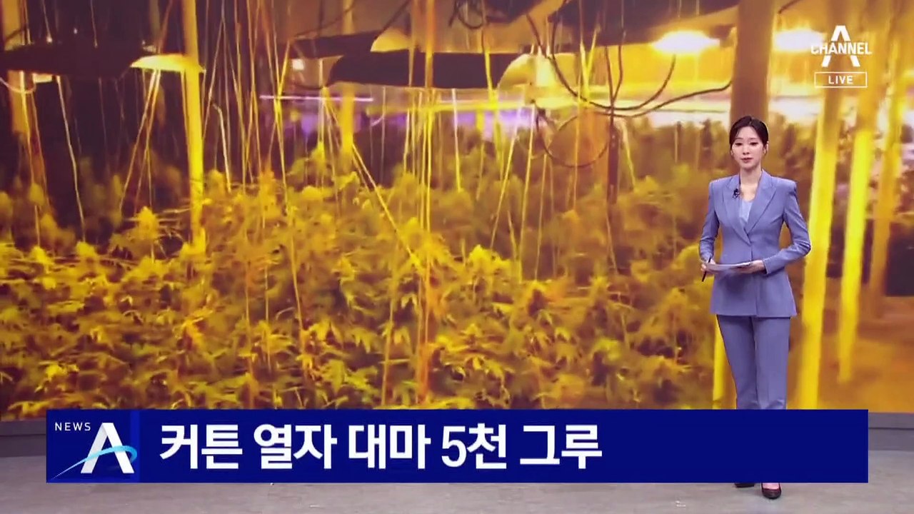 경찰도 놀란 ‘대마 농장’…커튼 열자 대마 5천 그루