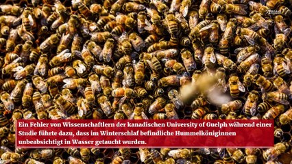 Hummelköniginnen können eine Woche lang unter Wasser überleben