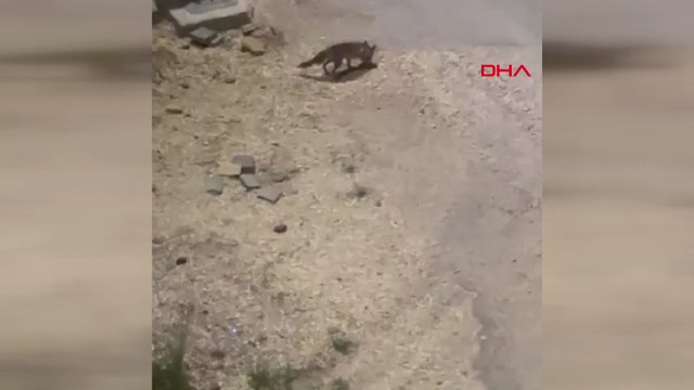 Diyarbakır'da tilki kent merkezine indi