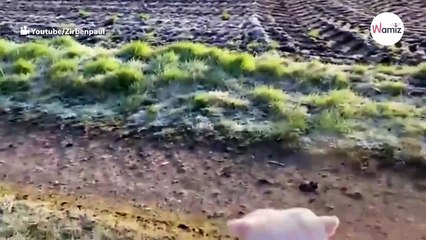 Drama bei Hamburg: Frau muss in Panik um ihr Leben brüllen (Video)