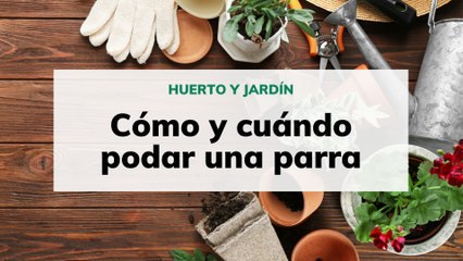 Cómo y cuándo podar una parra