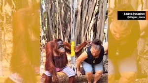 Hulvaton video: Erittäin romanttinen apina yrittää vietellä naisen puistossa