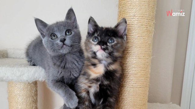 Elle recueille des chatons prématurés et défie tous les pronostics sur leurs chances de survie (vidéo)