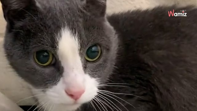 Agés de 12 et 14 ans, ces deux chats ont le coeur brisé quand ils sont abandonnés (Vidéo)