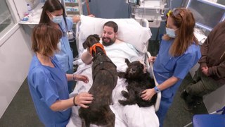Therapy Dogs Bring Joy to ICU Patients in Barcelona Hospital