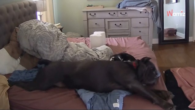 Ils installent une caméra pour voir ce que fait leur toutou : 685K internautes regardent en boucle la scène (vidéo)